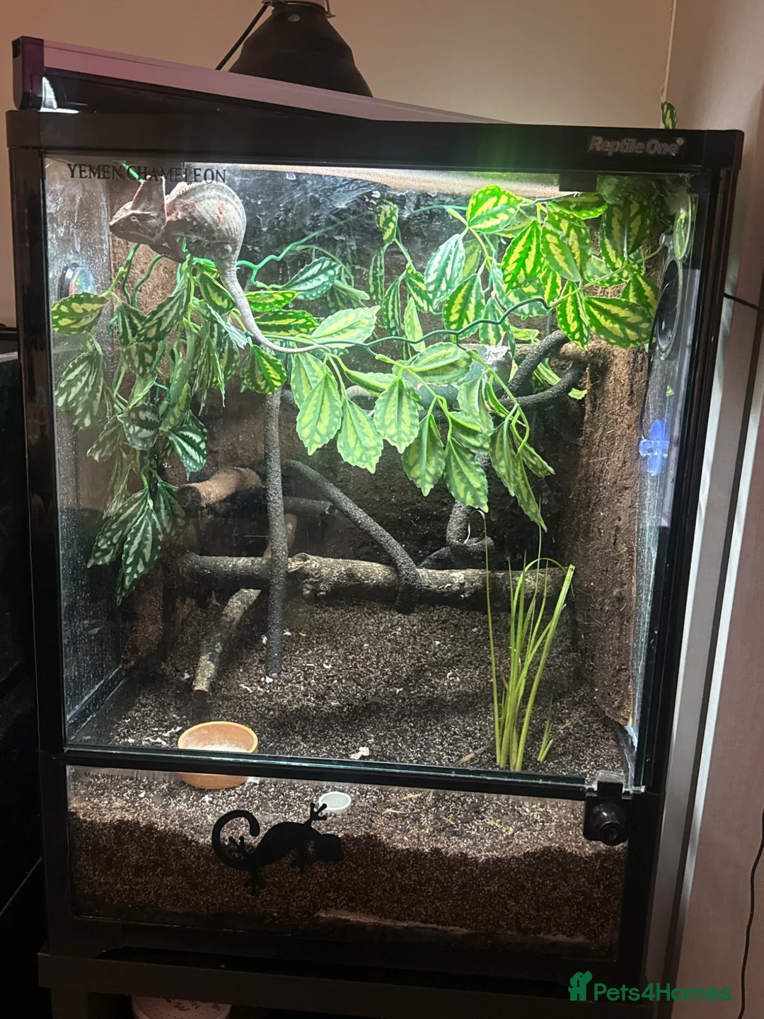 Chameleon reptiles for sale: 2 Yemen Chameleons  - Advert 1