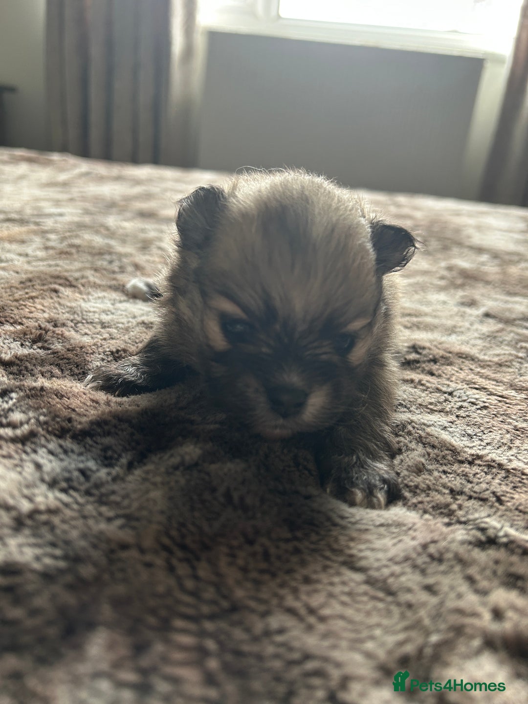 Pomeranian dogs for sale: Ready now***tiny teddy faced Pomeranian baby’s.  - Advert 34