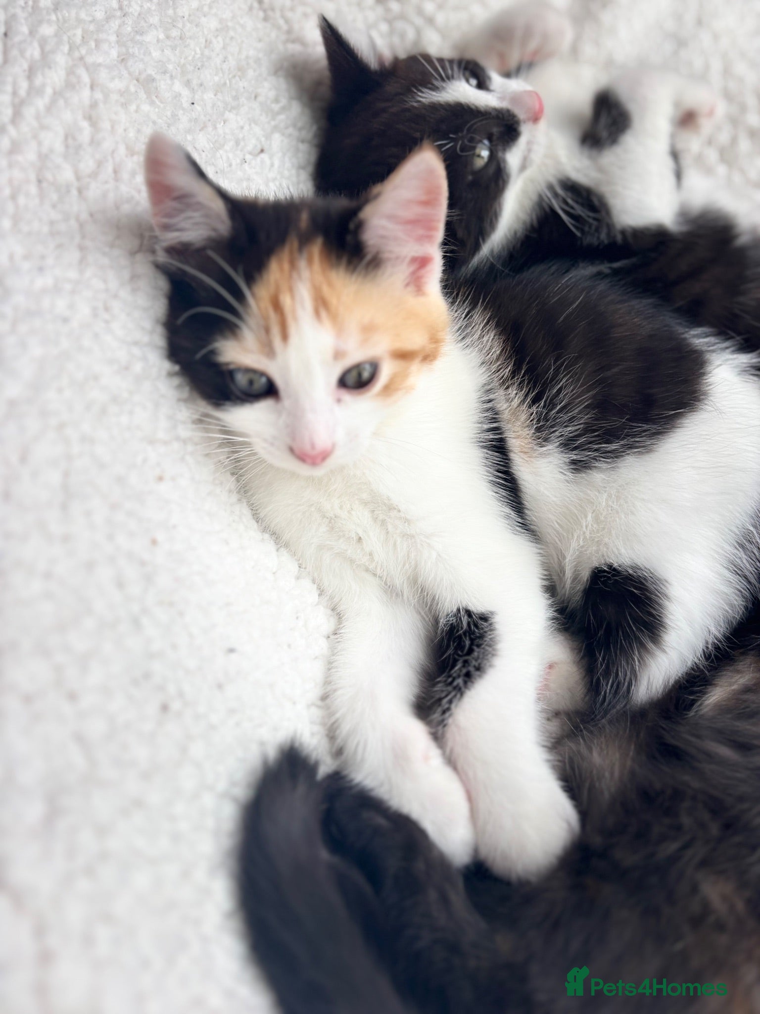 Mixed Breed cats for sale: Cute cuddly kittens for sale 8 weeks old - Advert 1