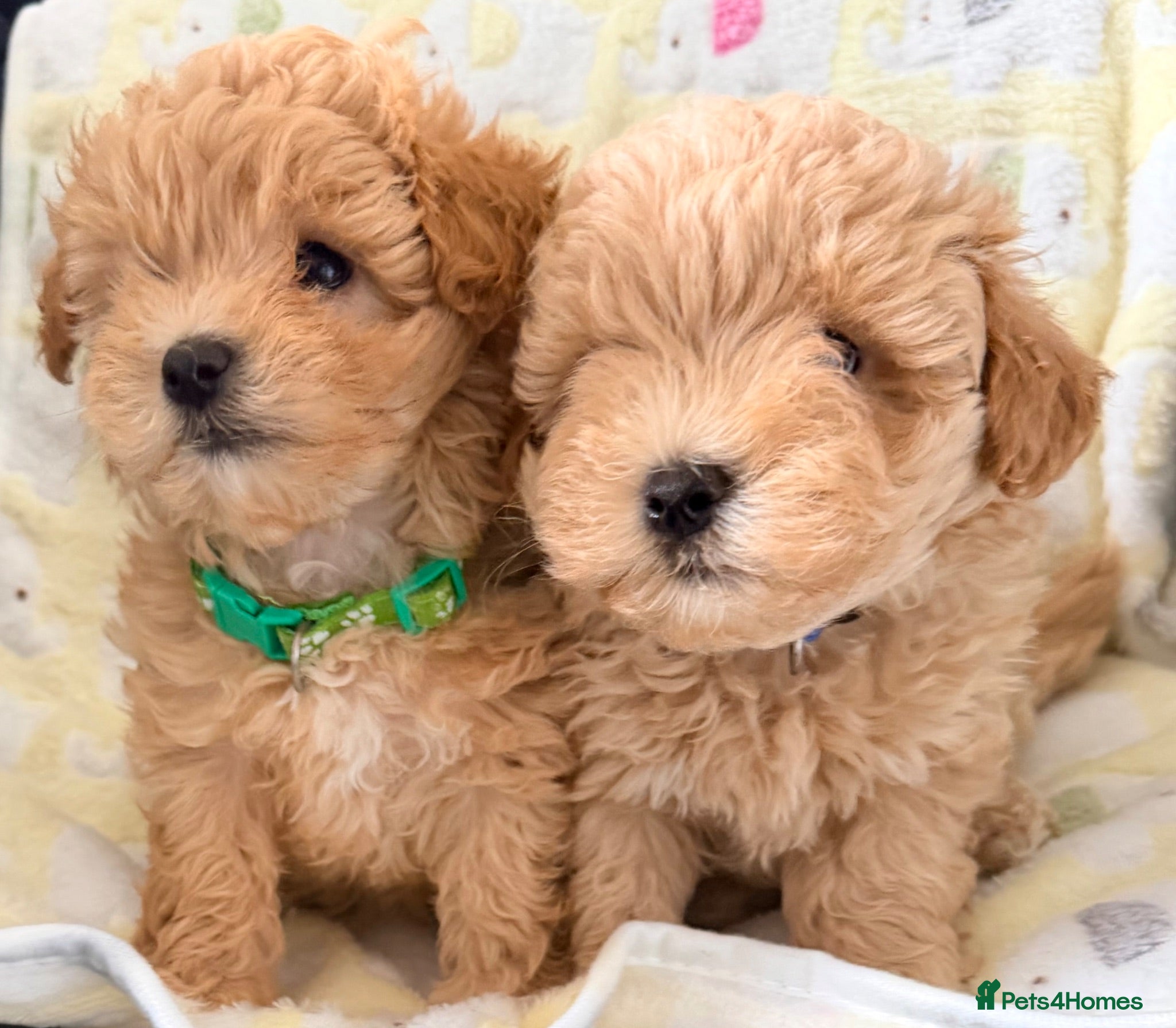 Maltipoo dogs 4 small and adorable puppies 🧸 - Advert 4