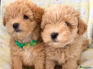 Maltipoo dogs 4 small and adorable puppies 🧸 - Advert 1