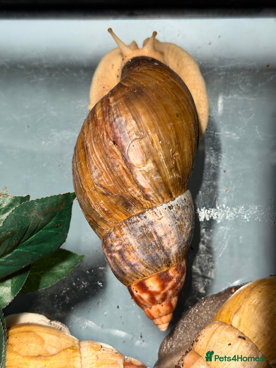 Snails invertebrates for sale: Giant African land snails for sale  - Advert 9