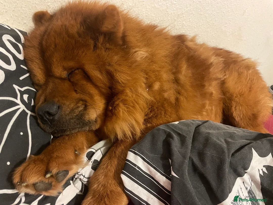 Chow Chow dogs for sale: Red Chow chow for sale - Advert 3