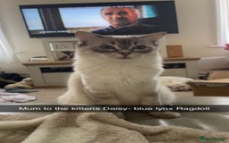 Ragdoll cats for sale: One blue point male ragdoll left  - Image 5
