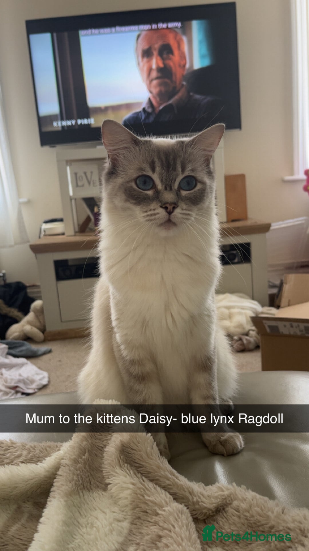 Ragdoll cats for sale: One blue point male ragdoll left  - Image 5