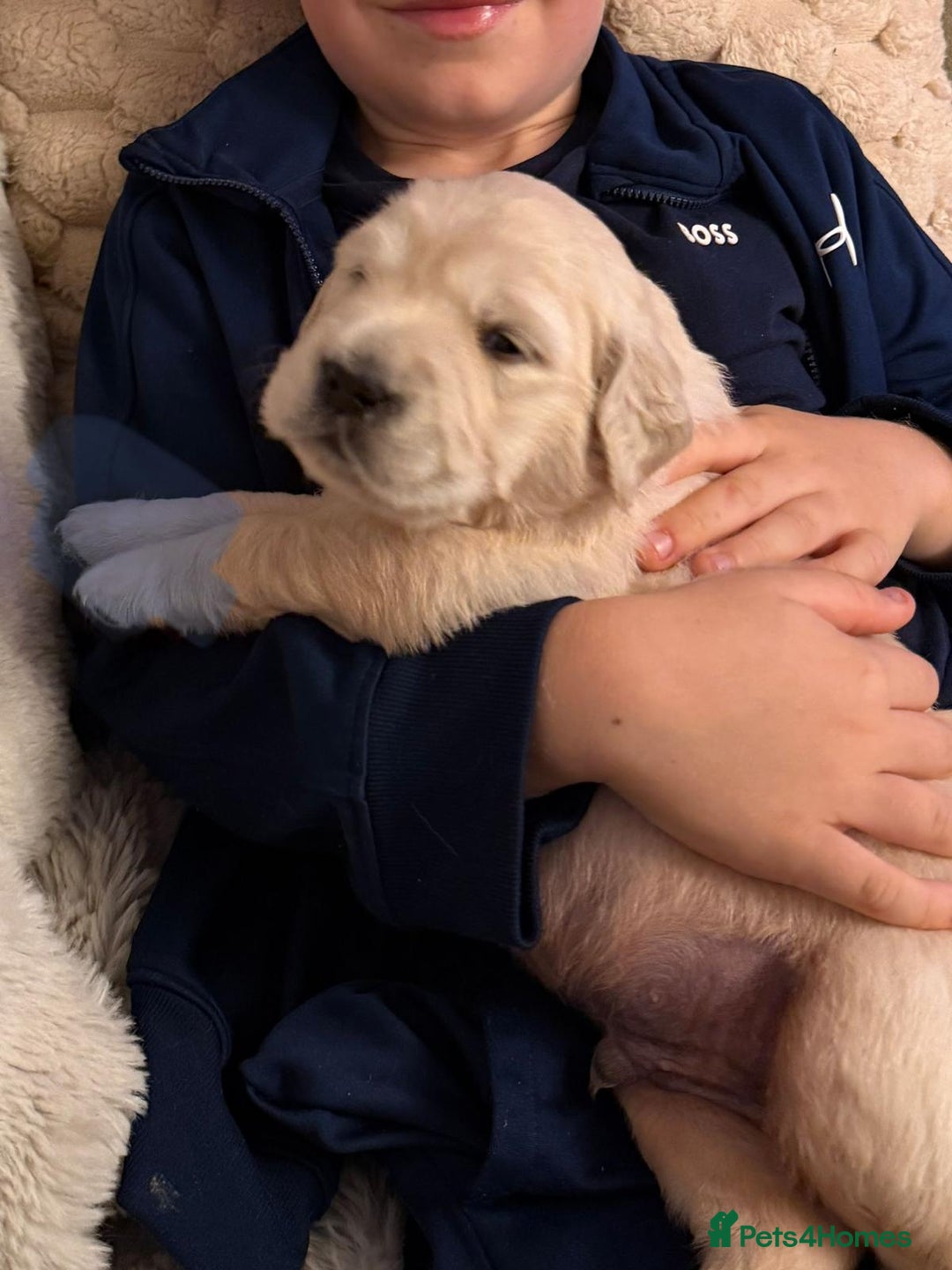Golden Retriever dogs for sale: KC Reg Golden Retriever Pups - CHAMPION Bloodlines - Image 19