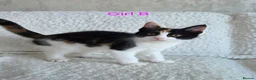 Maine Coon cats for sale: Maine Coon X Kittens in Bolton - Advert 7