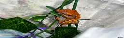 Gecko reptiles for sale: Four baby crested geckos  - Advert 7