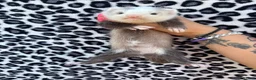 Ferret rodents for sale: Upcoming pairings of Angora ferrets - Advert 3