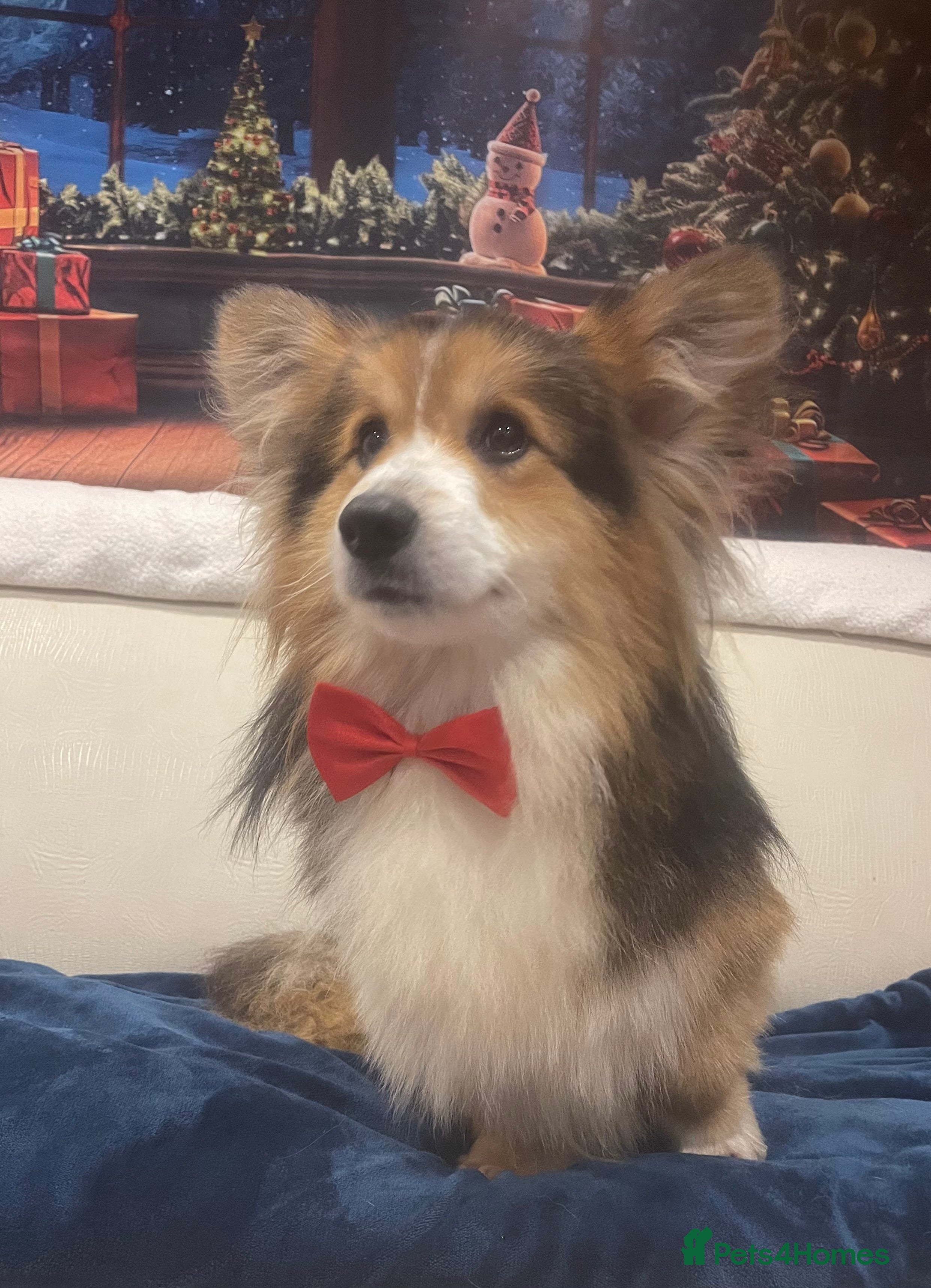 Welsh Corgi Pembroke dogs Beautiful Flutty Welsh Pembroke Corgi for stud in Rugby - Advert 1