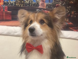 Welsh Corgi Pembroke dogs in Rugby - Advert 1