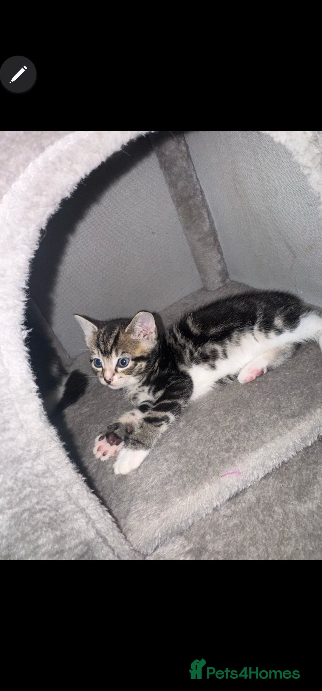 Ragdoll cats for sale: Ragdoll x Tabby Mix Kittens - Image 4