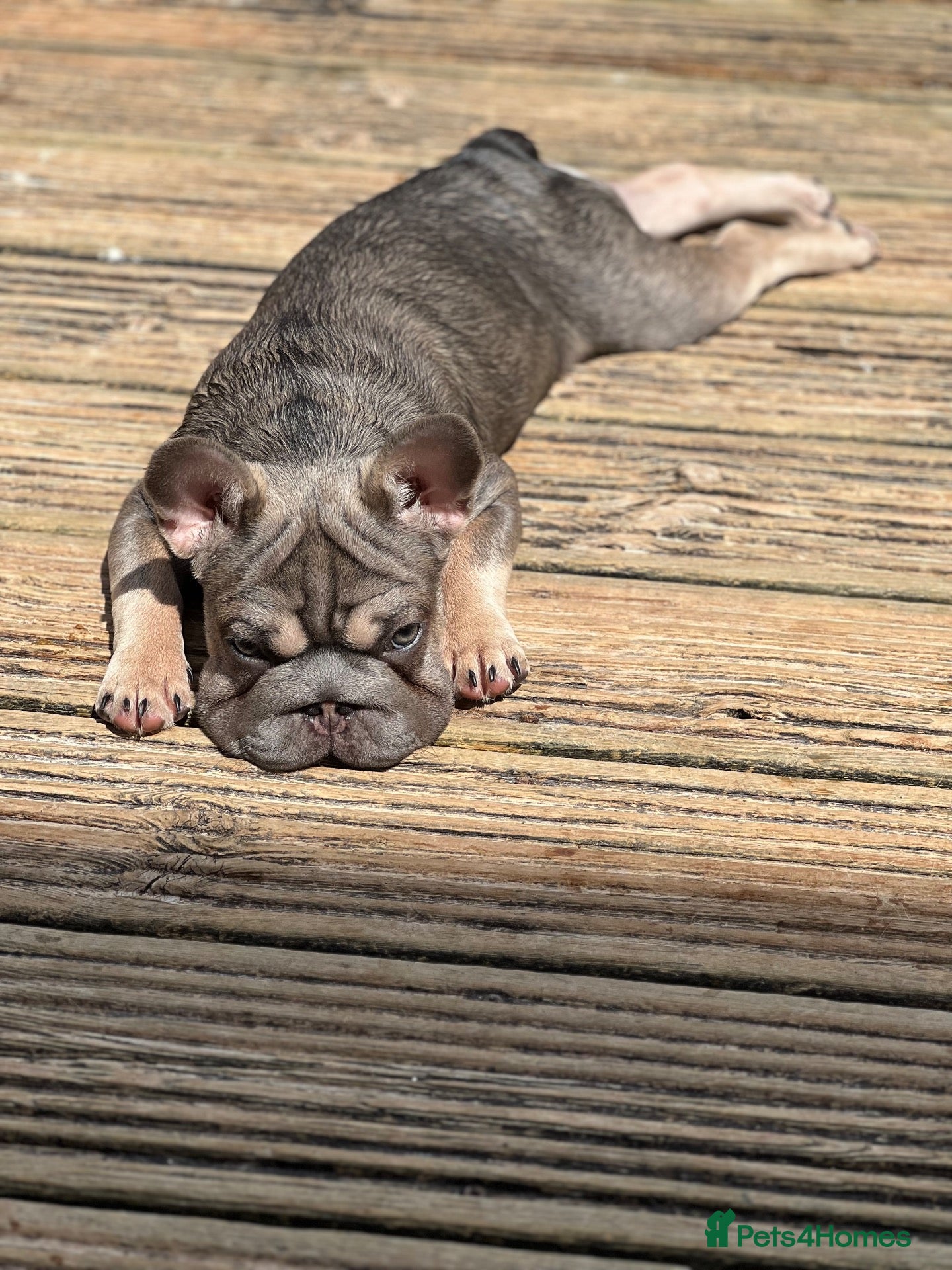 French Bulldog dogs Female French bulldog - Advert 11