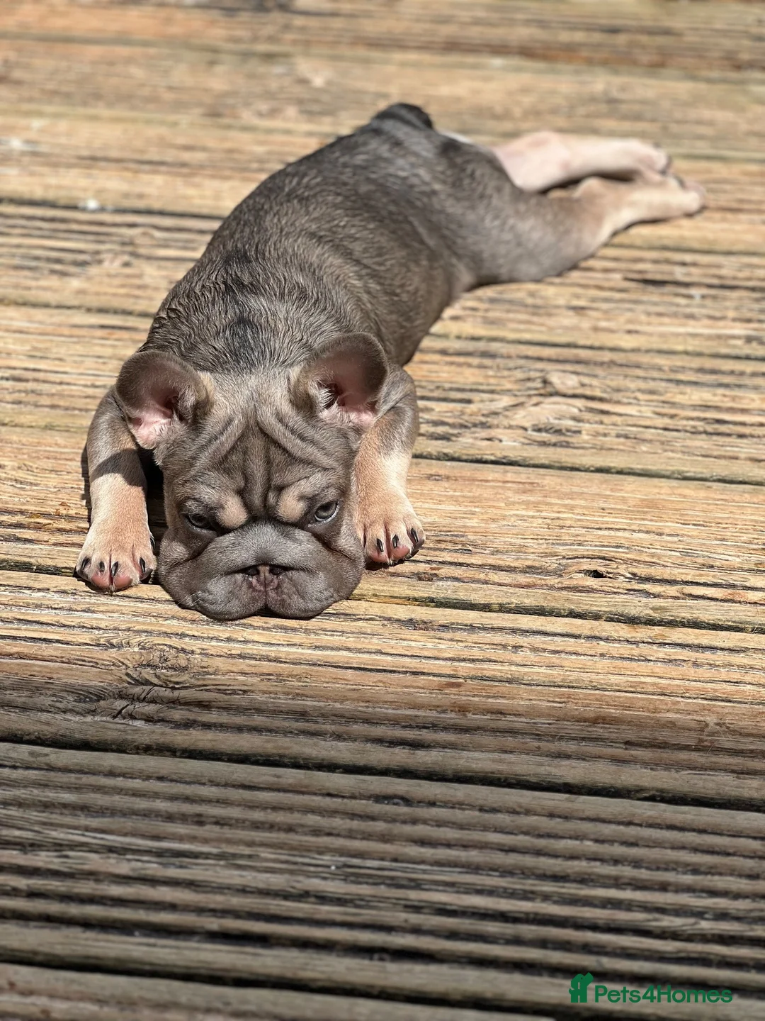 French Bulldog dogs for sale: Female French bulldog - Advert 1