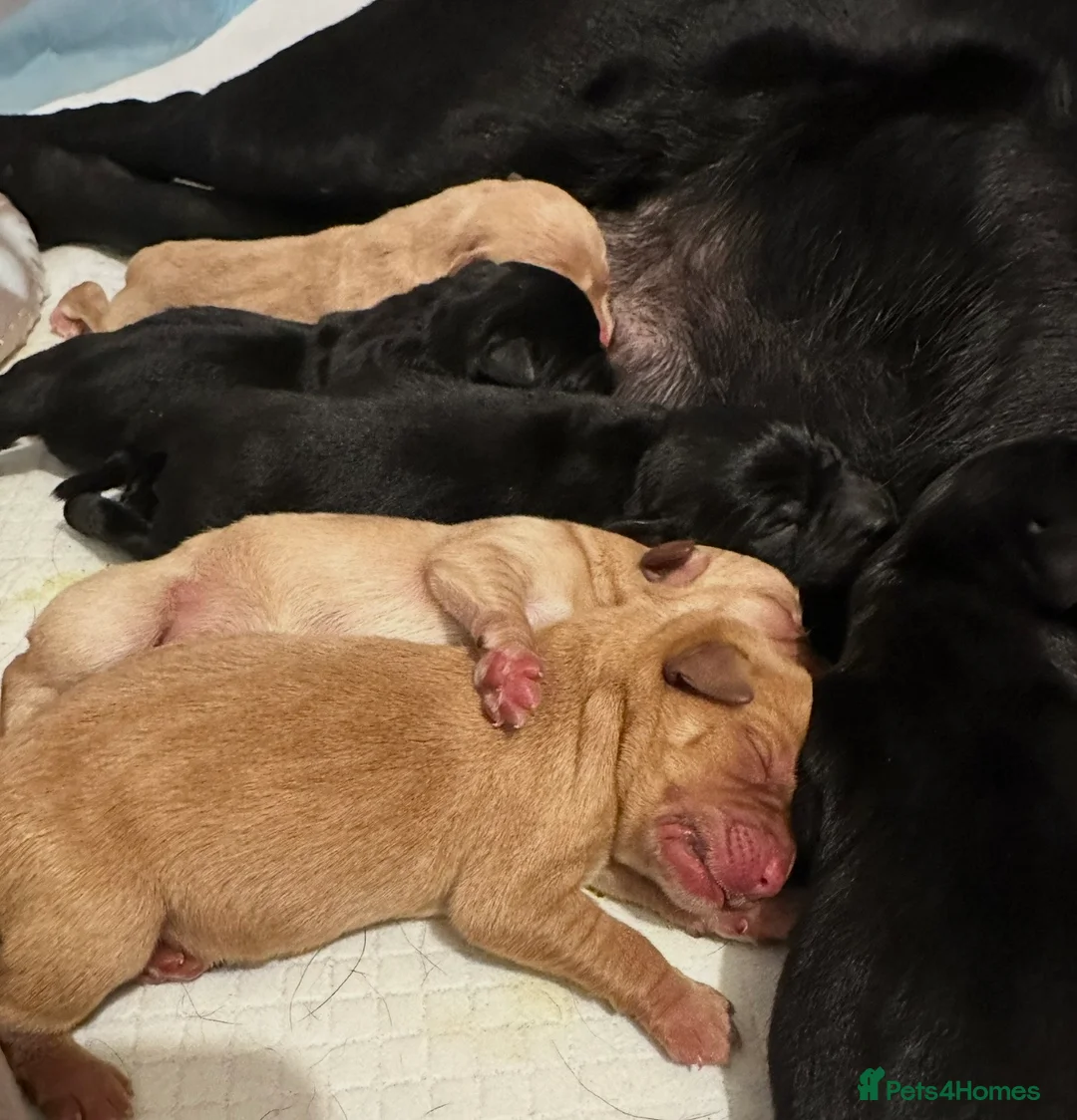 Labrador Retriever dogs for sale: Stunning Labrador Puppies -KC Registered  in Ipswich - Advert 2