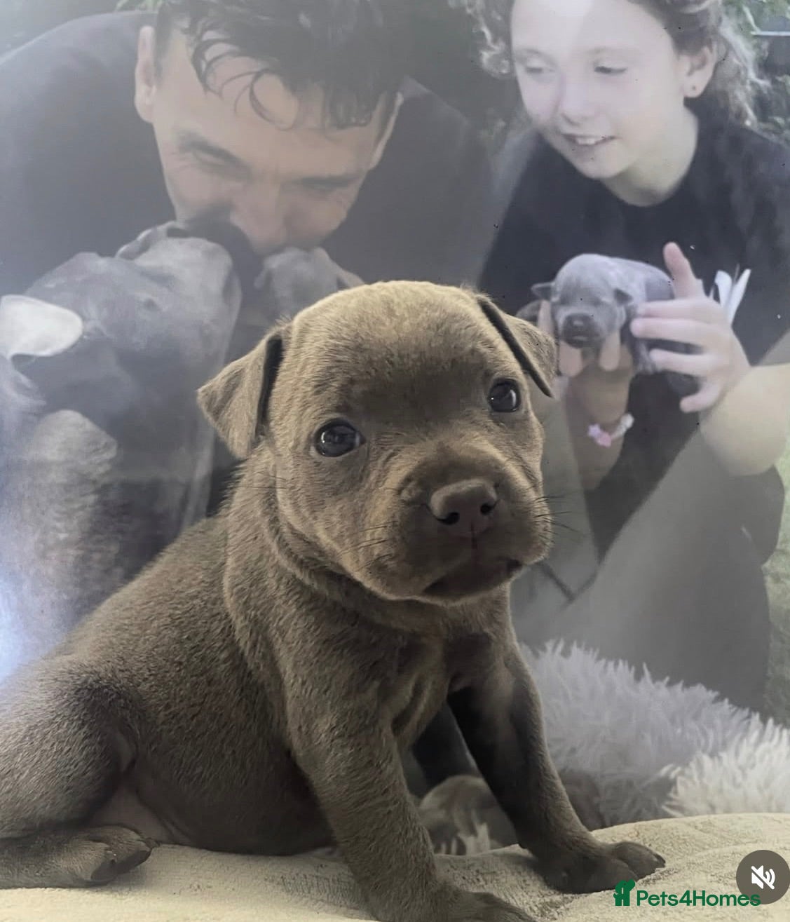 Staffordshire Bull Terrier dogs Stunning Blue Girl 🔥❤️🔥Ready to go🐾 - Advert 1