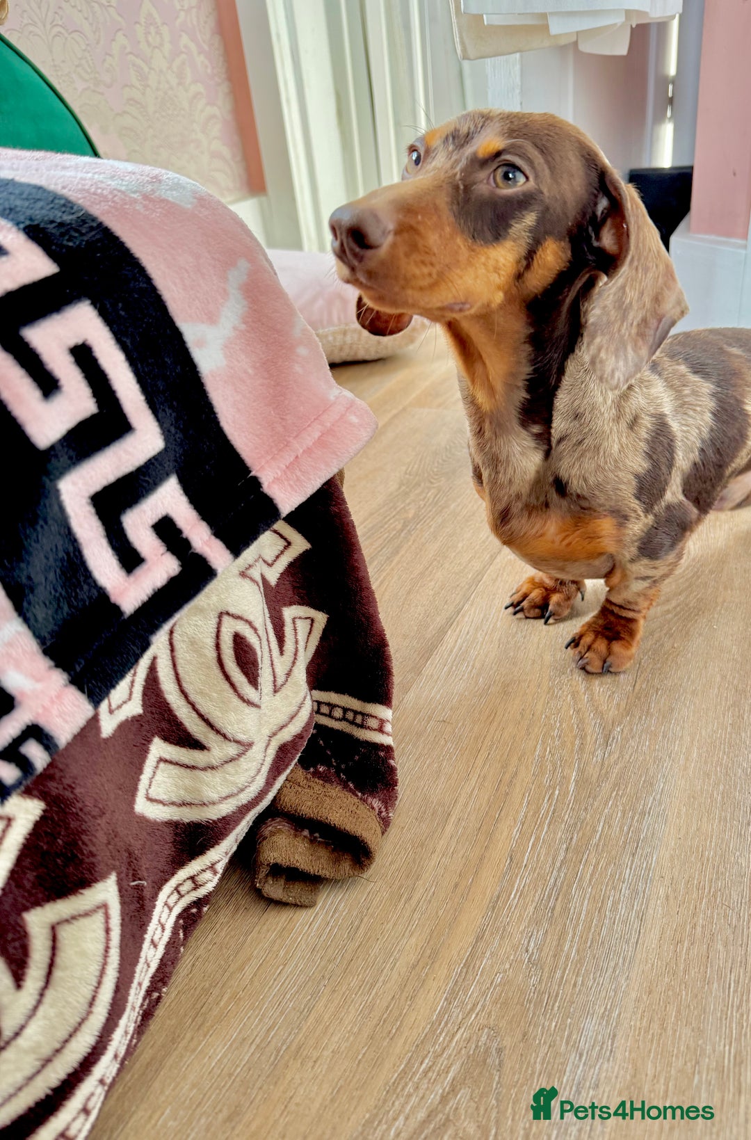 Miniature Dachshund dogs for stud: Very small mini Kc reg Health tested proven boy  in Accrington - Advert 3