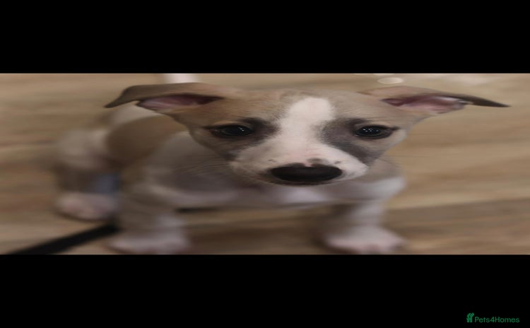 Whippet dogs - Advert 2