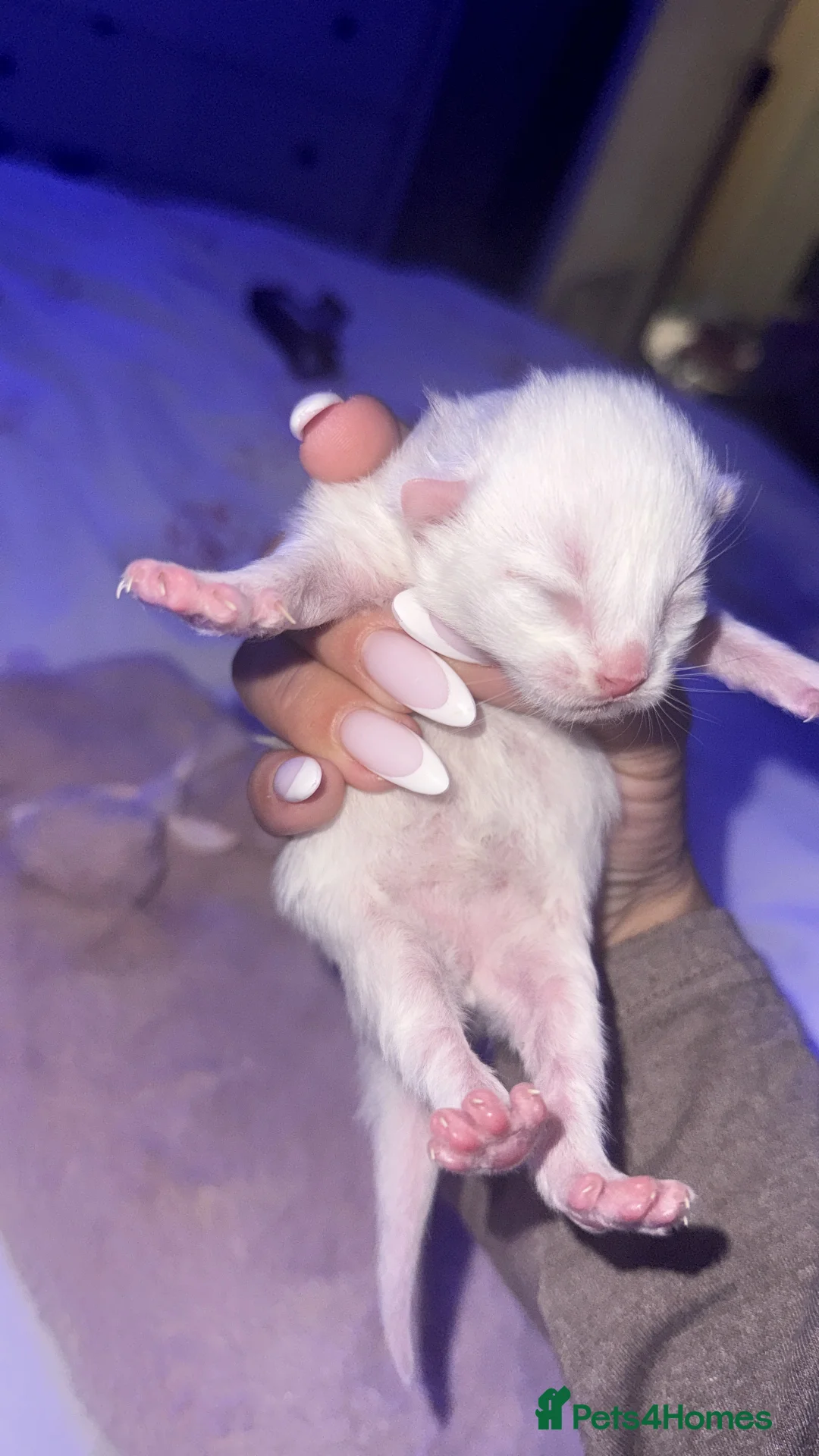 Maine Coon cats for sale: Maine coon mixed breed  - Advert 2