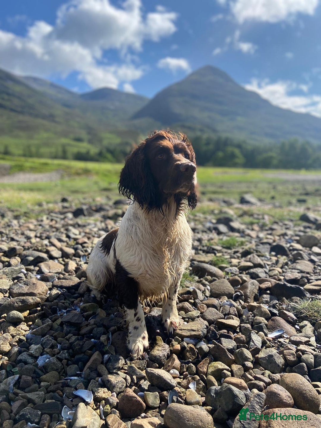 English Springer Spaniel dogs for stud: English Springer Spaniel for Stud  in Tranent - Advert 3