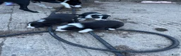 Border Collie dogs for sale: Collie pups - Advert 8