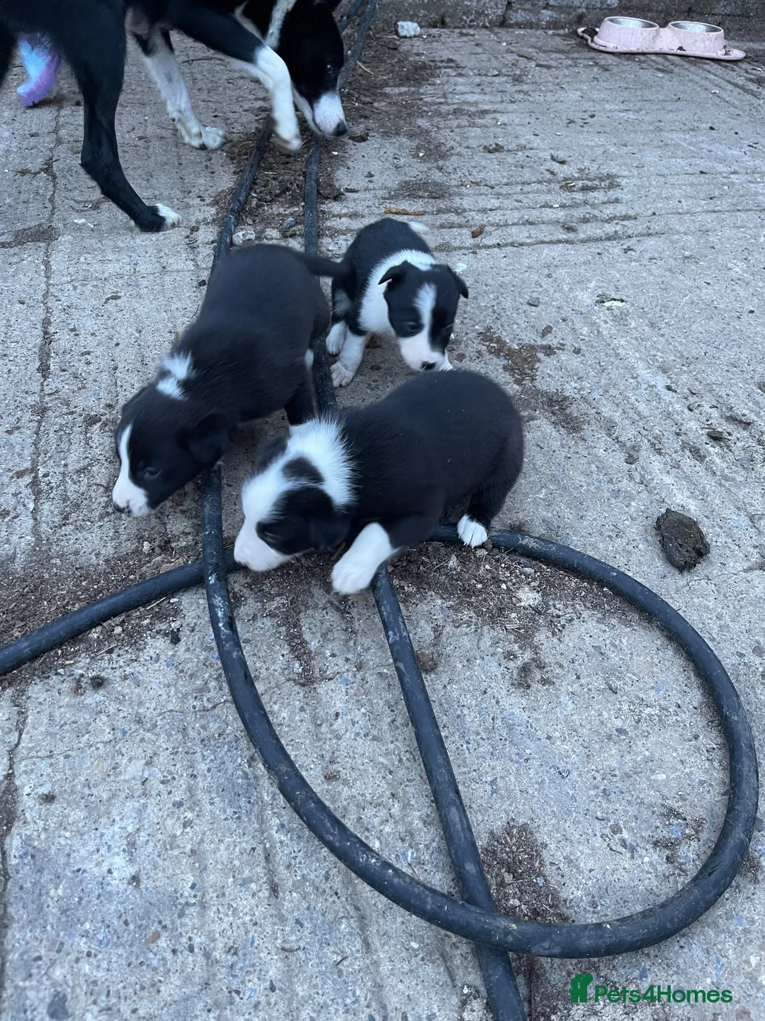 Border Collie dogs for sale: Collie pups - Advert 8