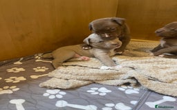 Mixed Breed dogs for sale: 9 Gorgeous pups looking for their forever home - Image 26