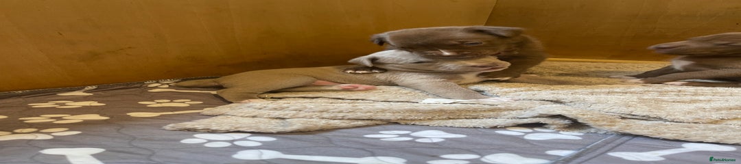 Mixed Breed Puppy 1