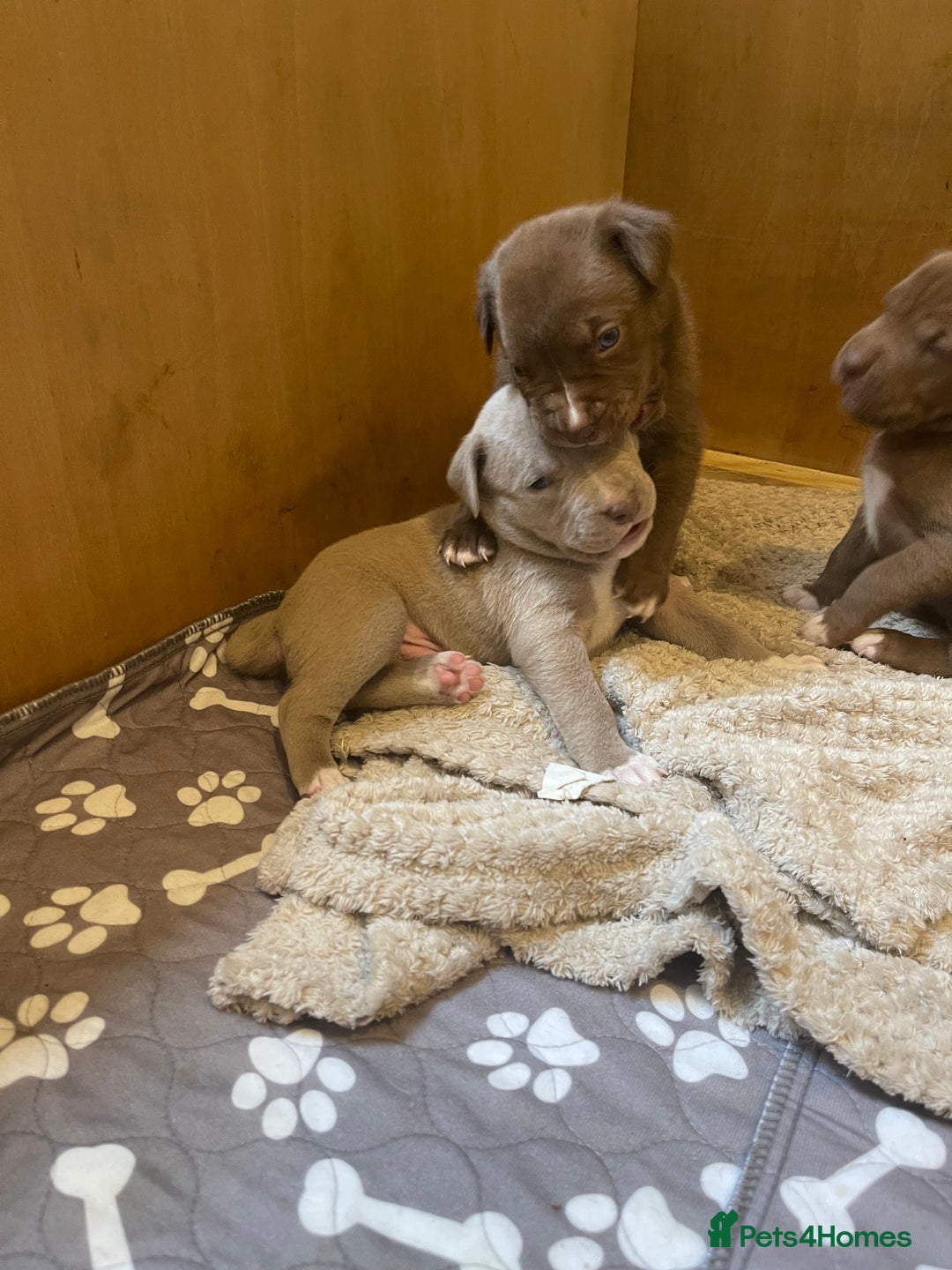 Mixed Breed dogs for sale: 9 Gorgeous pups looking for their forever home - Image 26