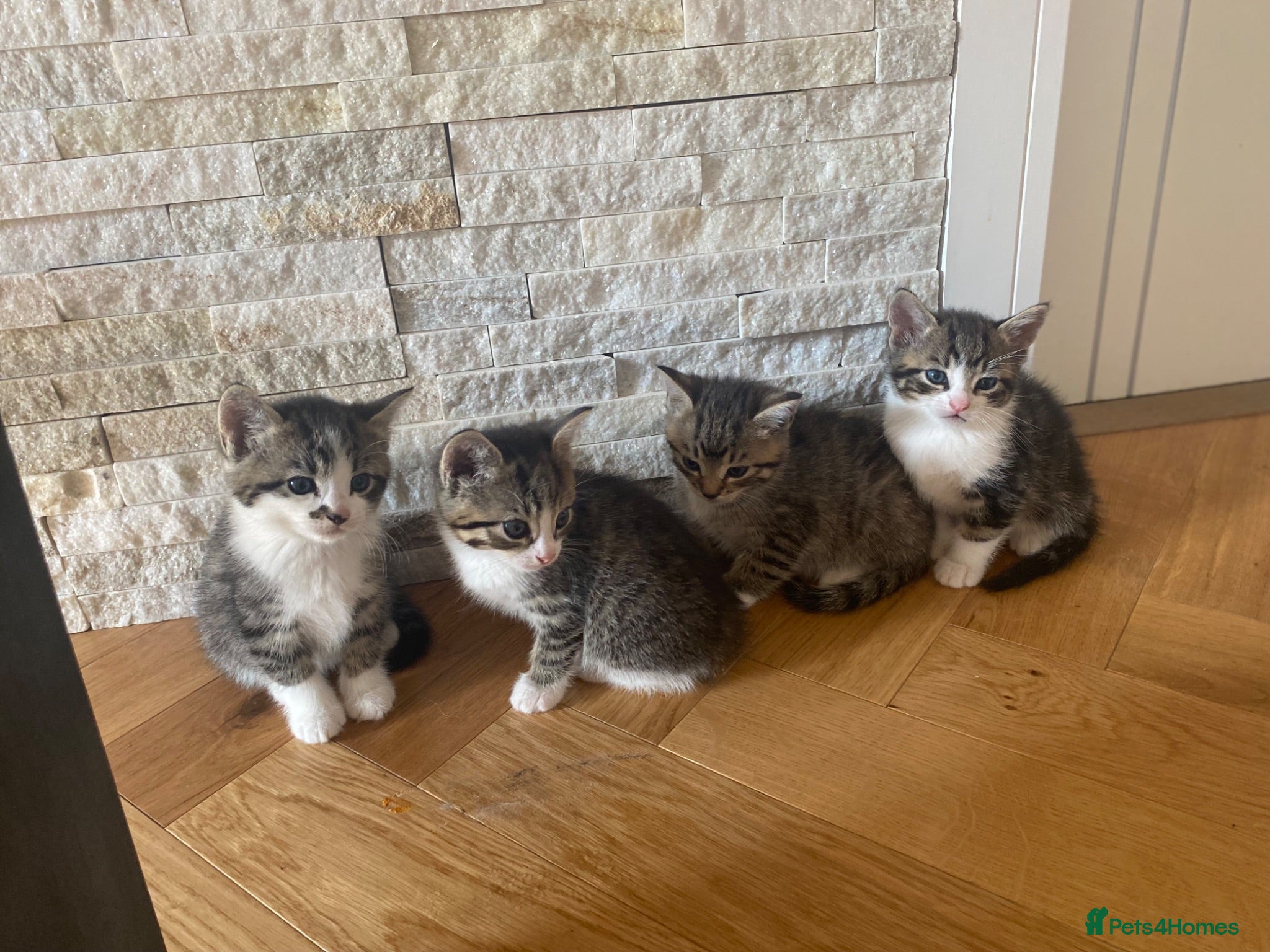 Mixed Breed cats Five beautiful kittens looking to find a new house - Advert 1