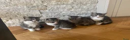 Mixed Breed cats for sale: Five beautiful kittens looking to find a new house - Advert 1