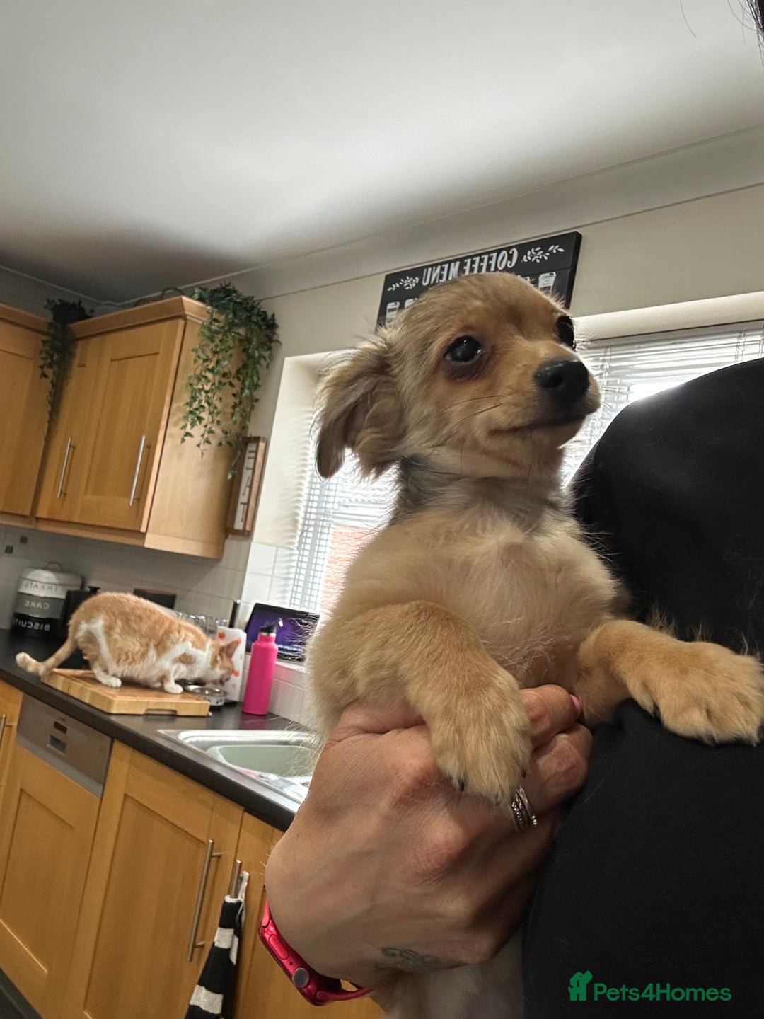 Mixed Breed dogs for sale: X2 Dauchshund/ Pomeranian pups - Image 23
