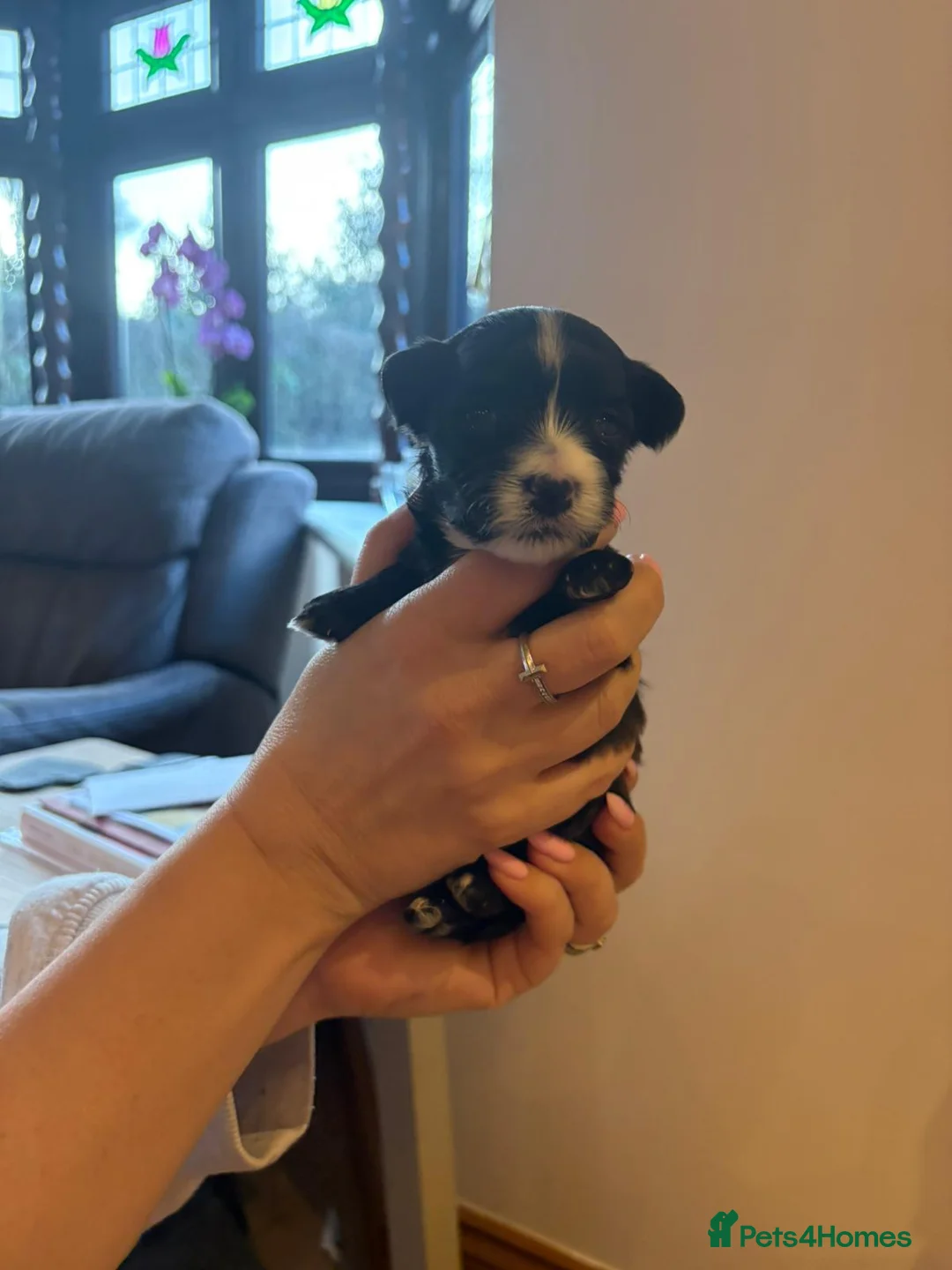 Havanese dogs for sale: Beautiful Havanese puppies - Advert 6