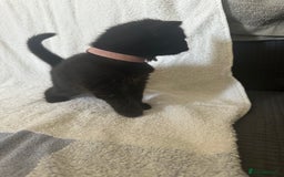 Domestic Shorthair cats for sale: Lovely tabby and black kittens - Image 5