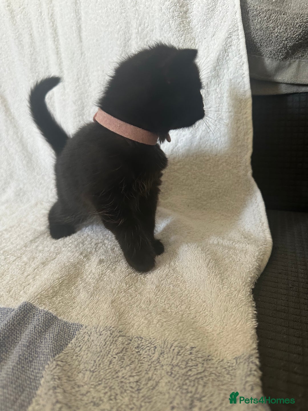 Domestic Shorthair cats for sale: Lovely tabby and black kittens - Image 5