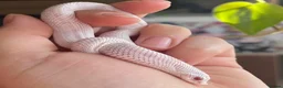 Snake reptiles for sale: Various Western Hognose Hatchlings - Advert 35