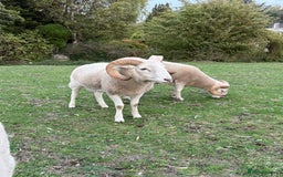Sheep livestock for sale: Wiltshire Horned Rams  - Image 2