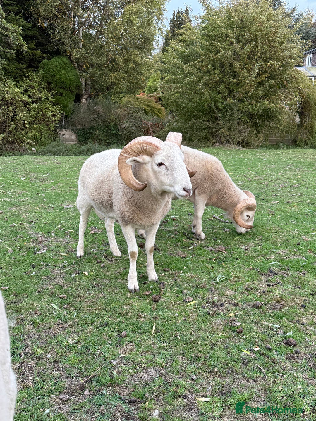 Sheep livestock for sale: Wiltshire Horned Rams  - Image 2