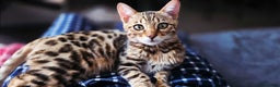 Bengal cats for sale: Bengal Kitten - 5 Month Female - Advert 1