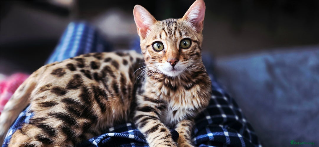 Bengal cats for sale: Bengal Kitten - 5 Month Female - Advert 1
