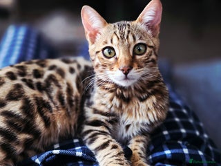 Bengal cats - Advert 3
