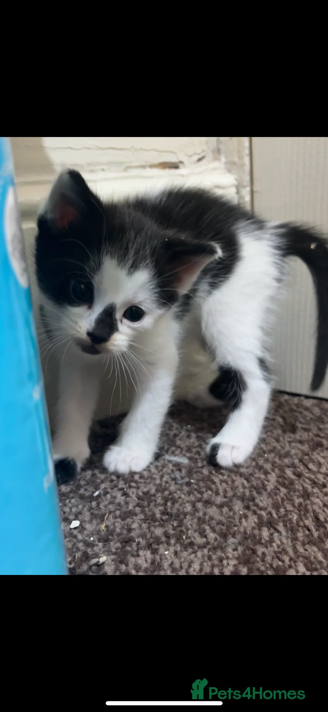 Mixed Breed cats for sale: Black & White mix kittens - Advert 16