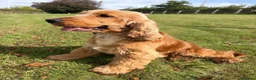 Cocker Spaniel dogs for stud: Health tested clear stud  - Advert 2