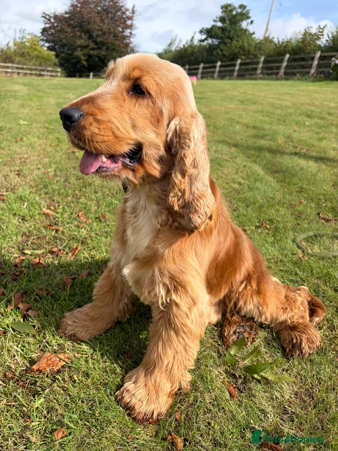 Cocker Spaniel dogs for stud: Health tested clear stud  - Advert 2