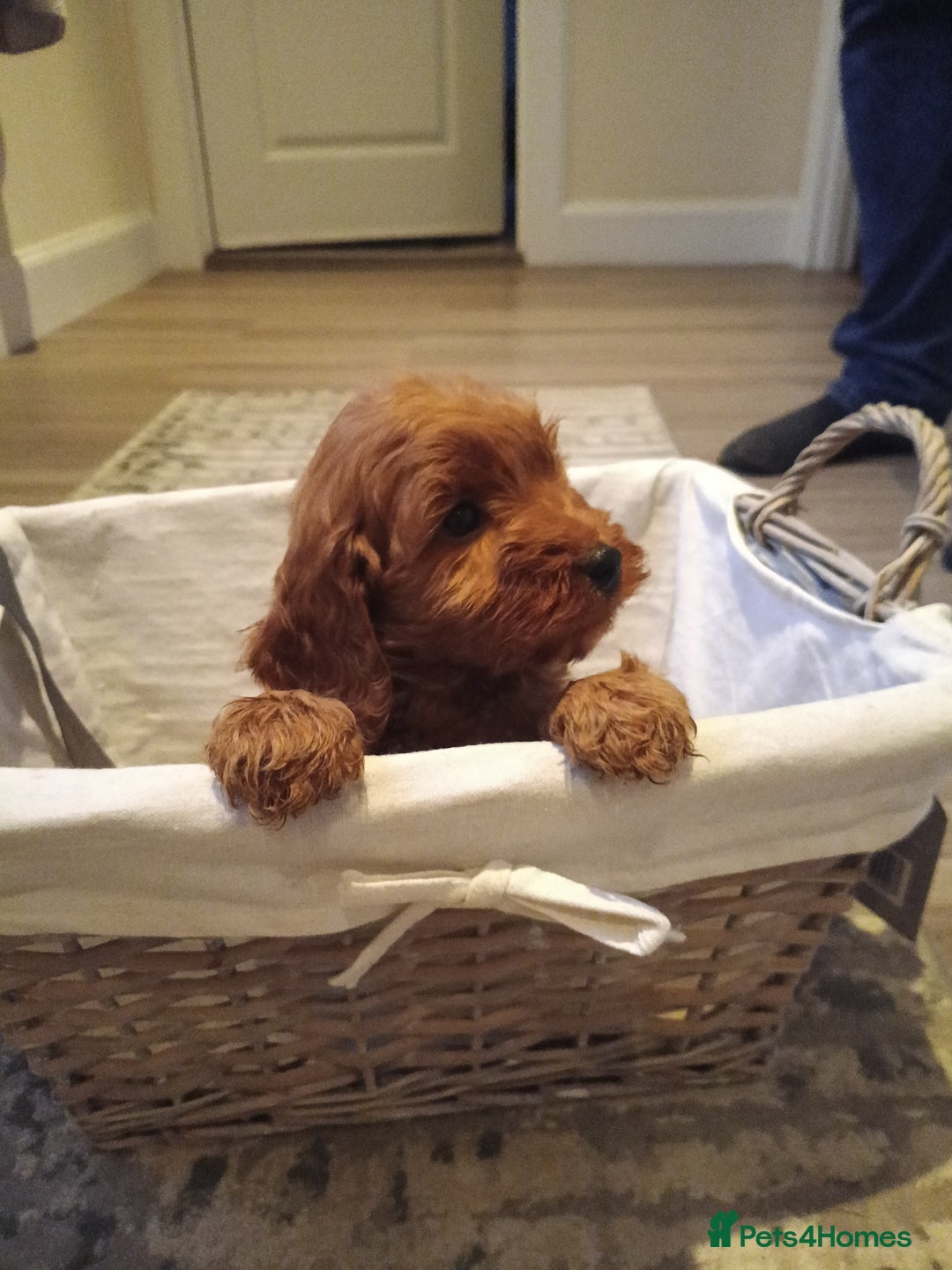 Cockapoo dogs for sale: Cockapoo puppies f1 show) ❤️ fox Red. !!!!!!. - Image 10