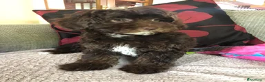 Shihpoo 2