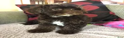 Shihpoo dogs for sale: shihpoo puppies for sale  - Advert 22
