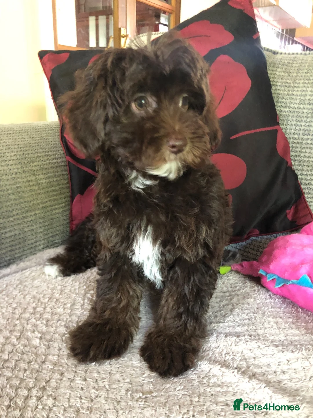 Shihpoo dogs for sale: shihpoo puppies for sale  - Advert 22