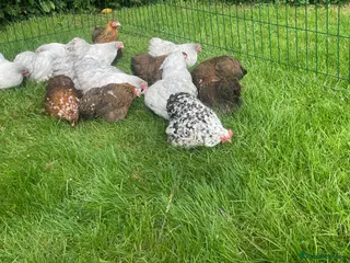 Chickens poultry Pekins - Advert 4