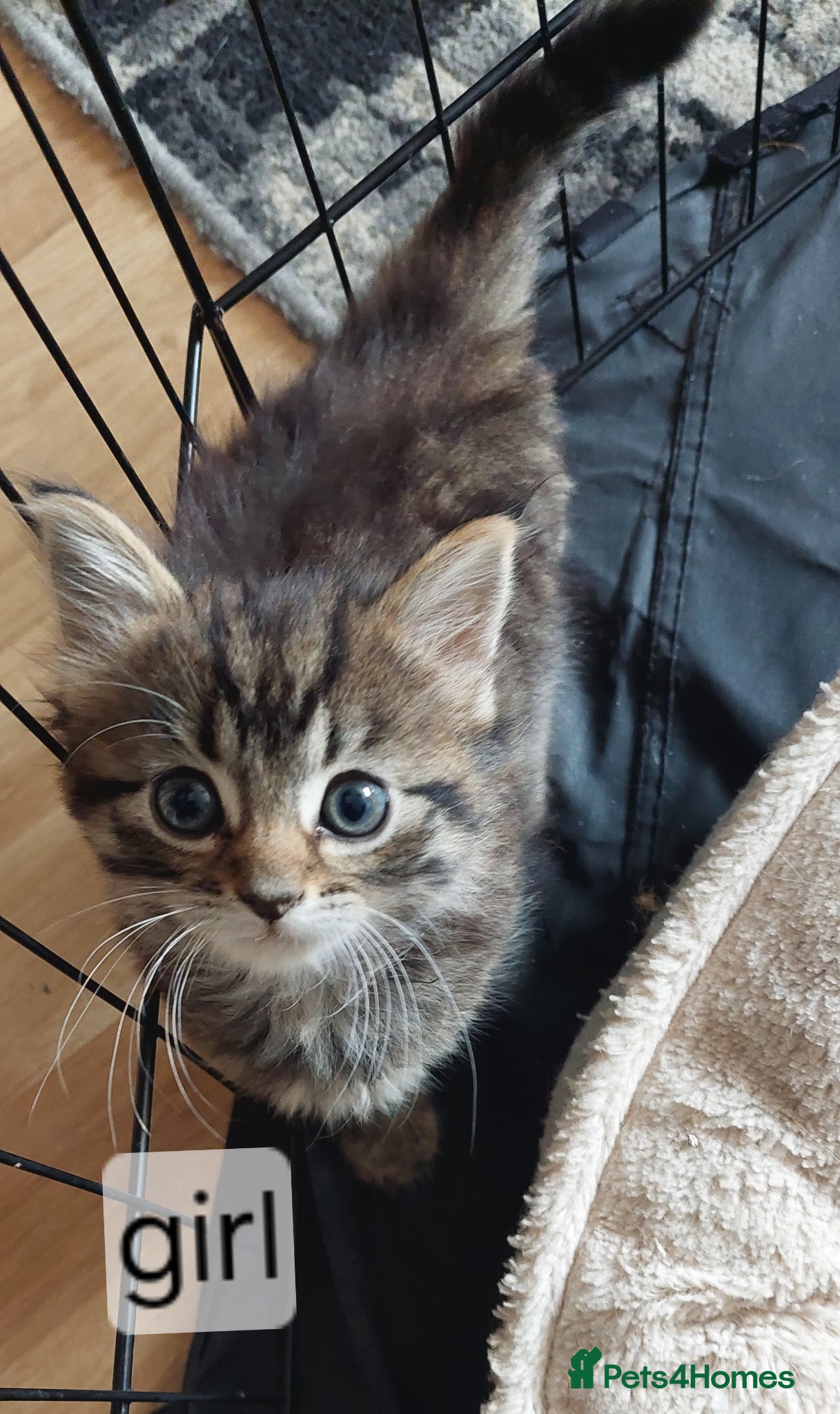 Mixed Breed cats 4 fluffy kittens (ready to go now) - Advert 3